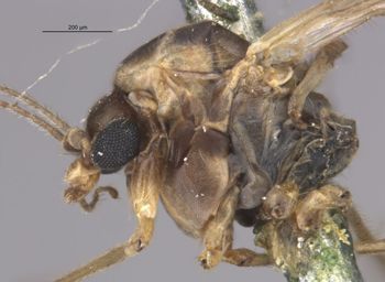 Media type: image;   Entomology 10395 Aspect: hala